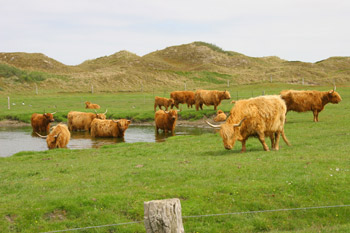 zottiges Highland-Cattle